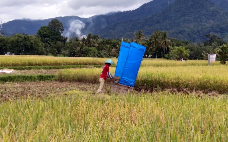  BPS: Pertanian di Sumbar Lesu Sepanjang 2020