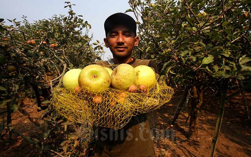  Buah-Buahan Penyumbang Deflasi Jatim 0,02 Persen