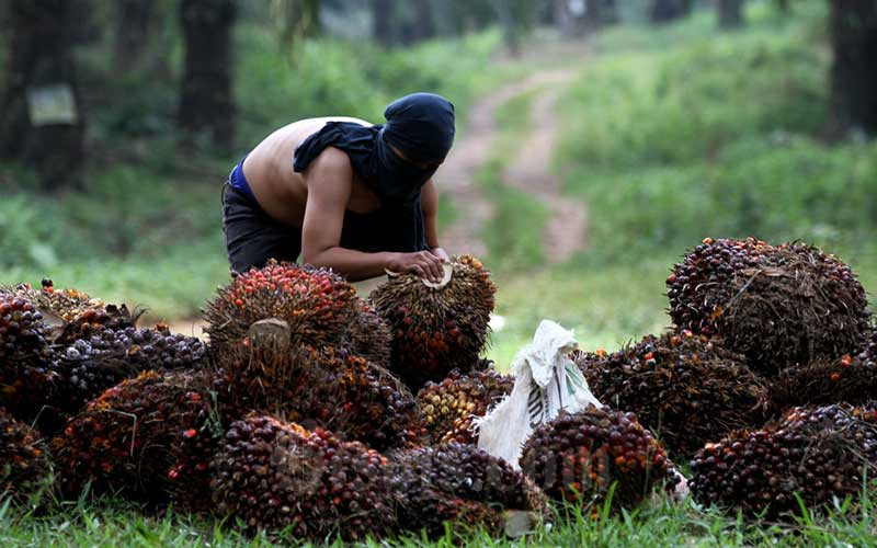 Ekspor CPO ke Eropa dan India Naik, Angkat Harga TBS Sawit Riau