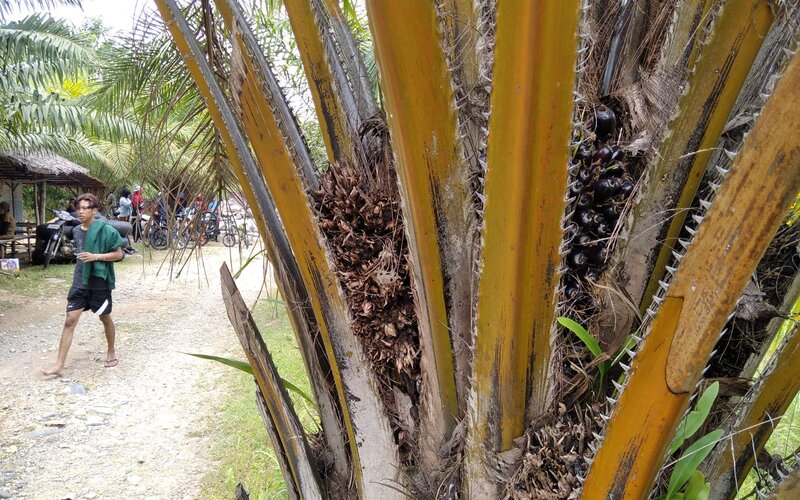  Realisasi Peremajaan Tanaman Kelapa Sawit di Sumbar Rendah