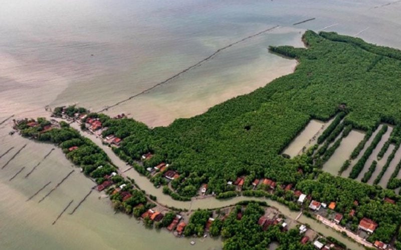  Unik, Warga Brebes Olah Mangrove Jadi Batik 