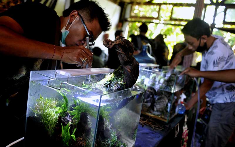  Bali Aquascape Live Setting Contest Digelar di Tengah Pandemi Covid-19