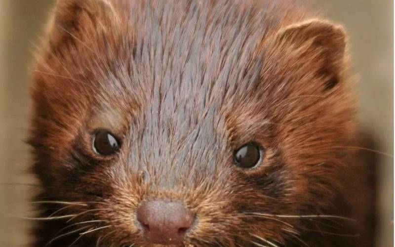  Ada Mutasi Covid-19 di Cerpelai, Inggris Tutup Pintu Perjalanan dari Denmark