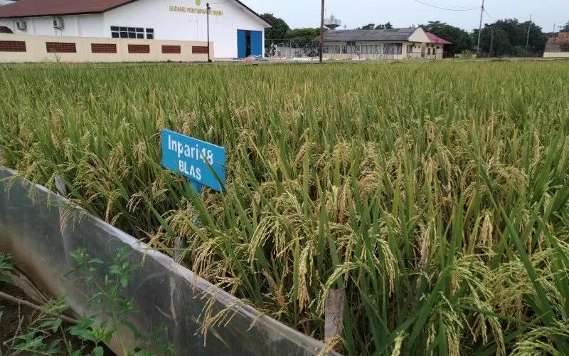 Pacu Daya Saing Produk Pertanian di Pasar Global, Ini Strategi Pemerintah
