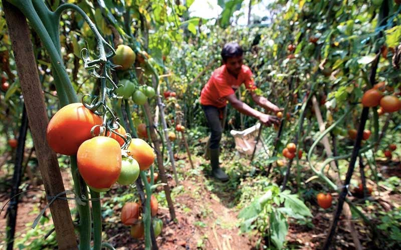  Kadin Berikan Solusi Untuk Atasi Fluktuasi Harga Produk Hortikultura