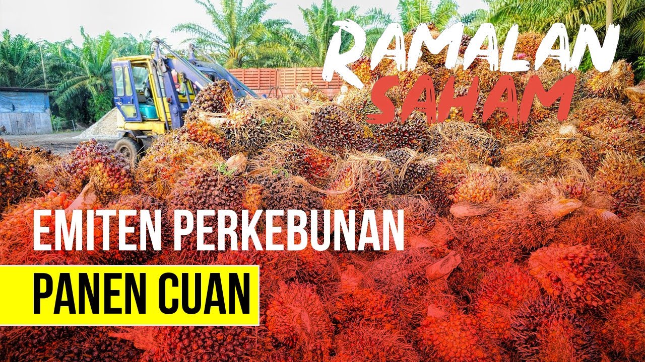  Ramalan Saham - Emiten Sawit Kompak Menguat