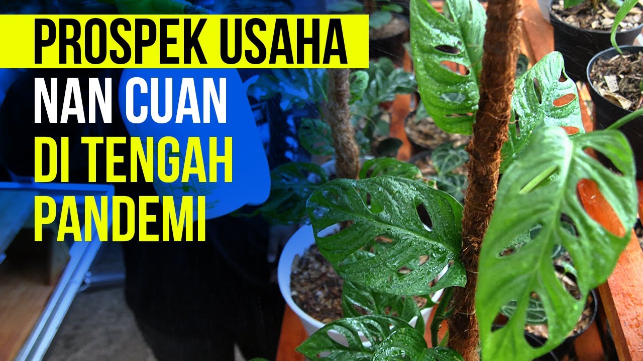  Prospek Usaha nan Cuan di Tengah Pandemi