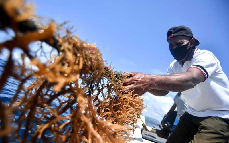  Harga Rumput Laut di Petani Anjlok