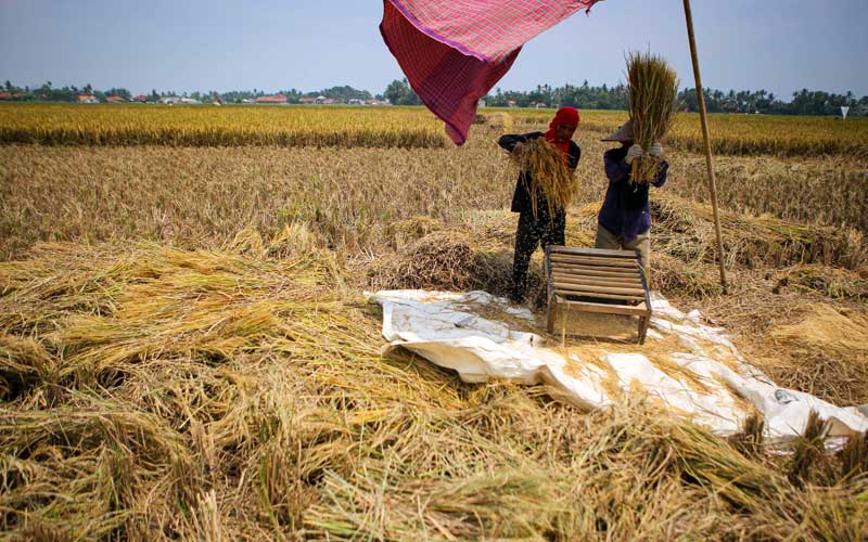  Sektor Pertanian Pada Kuartal III/2020 Tumbuh Sebesar 2,15 Persen