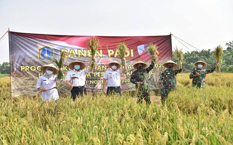 Kritis Lahan Sawah, Pemprov DKI Kolaborasi Bareng TNI AU Kembangkan Pertanian Padi   