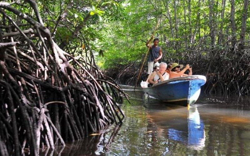  Program Padat Karya Penanaman Mangrove di Sultra Serap 1.604 Tenaga Kerja