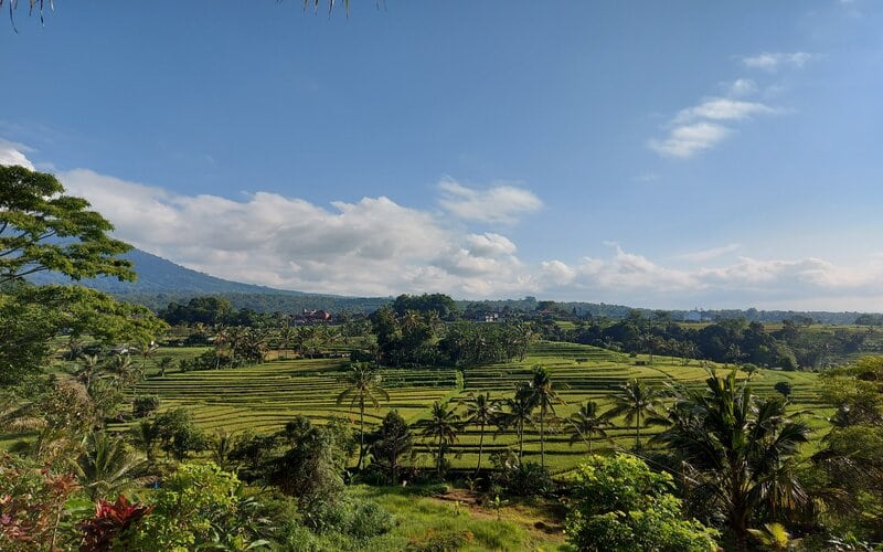  Wajib Dikunjungi, Kawasan Sawah Terasering Terluas di Bali