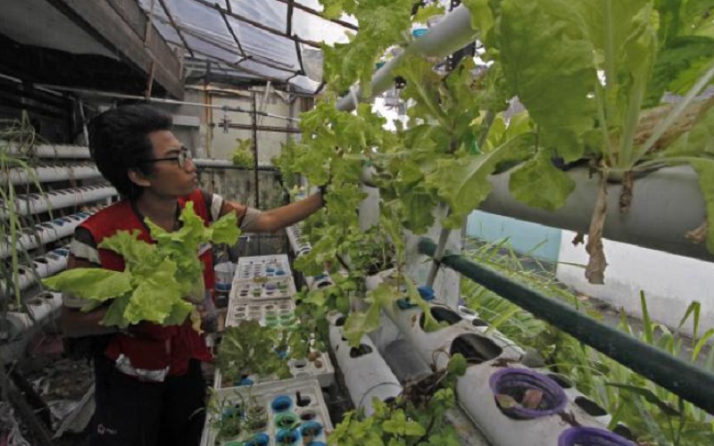  Urban Farming, Cara Pemkot Bandung Bentuk Ketahanan Pangan