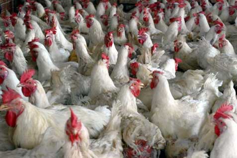  Banjir Impor Ayam dari Brasil, Proteksi Pasar Domestik Mutlak Dilakukan
