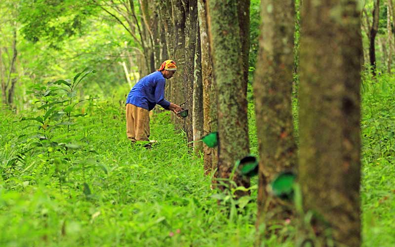  Harga Getah Karet Petani Naik Rp 10 Ribu Per Kilogram Dari Bulan Sebelumnya