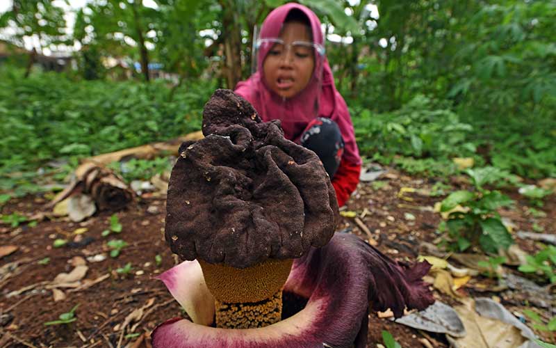  Bunga Bangkai Jenis Amorphophallus Paeoniifolius Mekar di Kebun Milik Warga di Serang