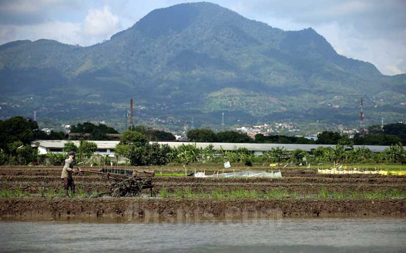  Perpadi Yakin Sektor Pertanian Akan Tumbuh Pada Tahun Ini