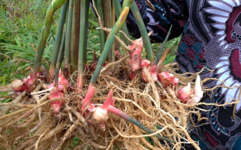  Gandeng Bintang Toedjoe, YDBA Bina Petani Jahe Merah di Banten