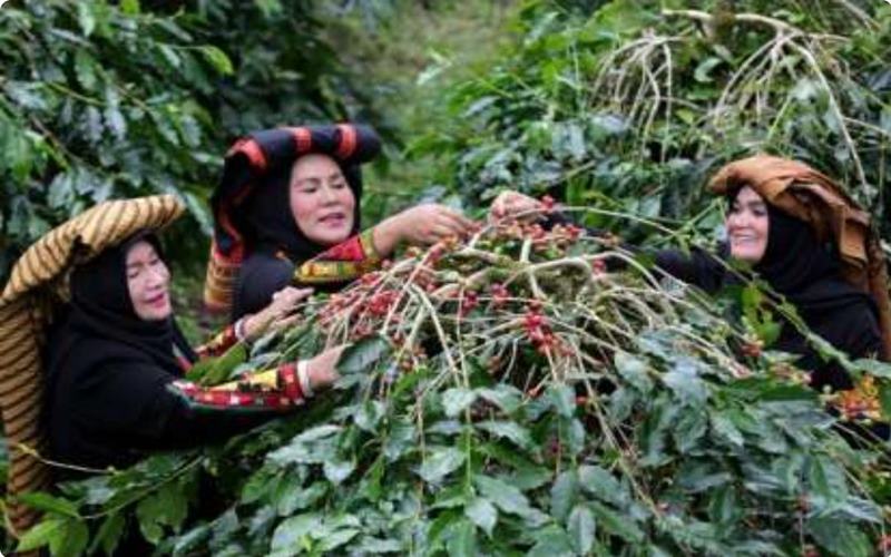  Mengemas Kopi Sulut Lebih Kekinian