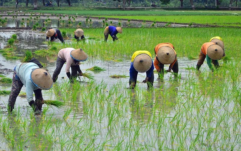  Kementan Targetkan Produksi Padi Pada 2021 Mencapai 63,50 Ton