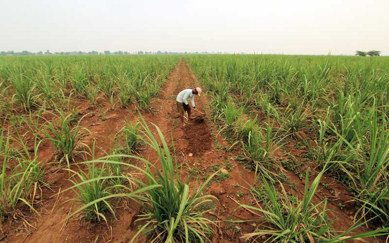  Bank BJB Siapkan Fasilitas Kredit Untuk Petani Tebu Senilai Rp150 Miliar