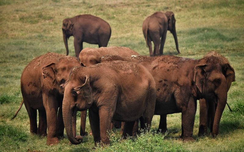  Begini Cara Pemerintah Sri Lanka Antisipasi Serbuan Gajah Liar