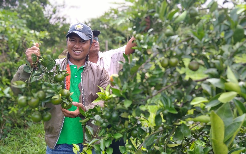  Yal Yudian, Si Pengubah Lahan Bekas Tambang Emas Menjadi Lahan Produktif