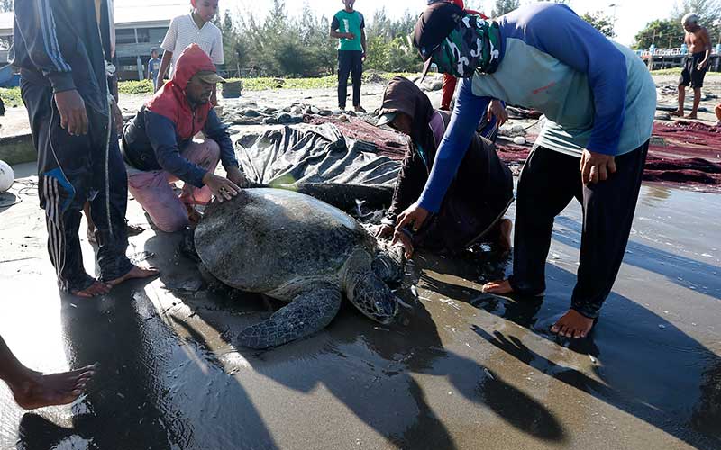  Nelayan dan Warga Selamatkan Penyu Hijau Yang Tersangkut di Jaring Ikan