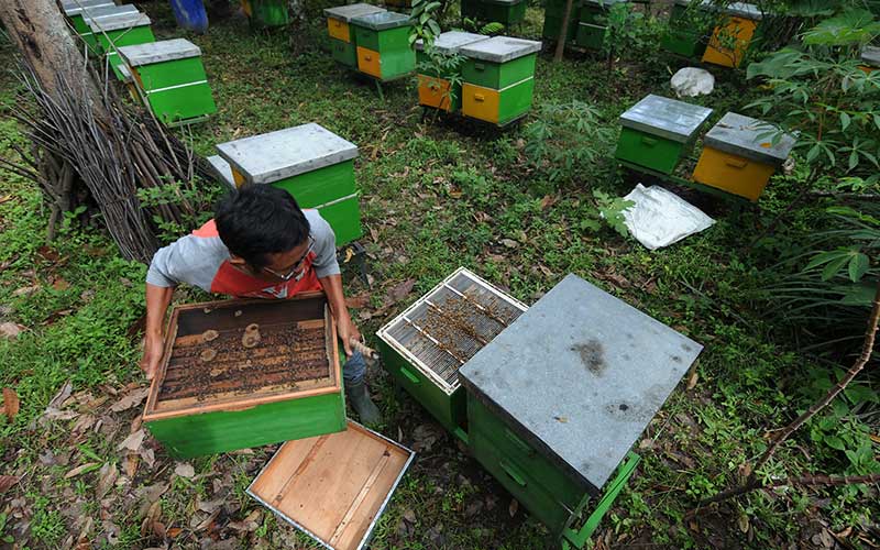  Peternak Lebah Melifera di Jawa Tengah Mejual Madunya Dengan Harga Rp1 Juta Per Kilogram