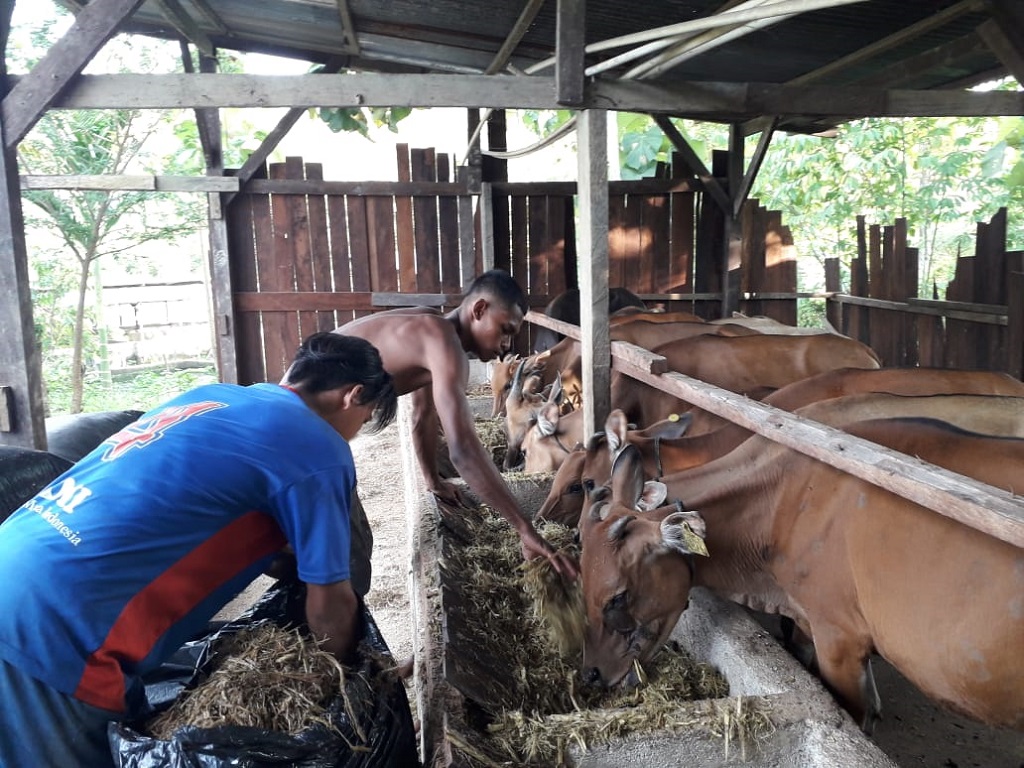  Pertamina Bina Lebih dari 7.500 Binaan Sektor Perikanan dan Peternakan, Begini Upaya Budiono Penuhi Kebutuhan Pangan di Timur Indonesia