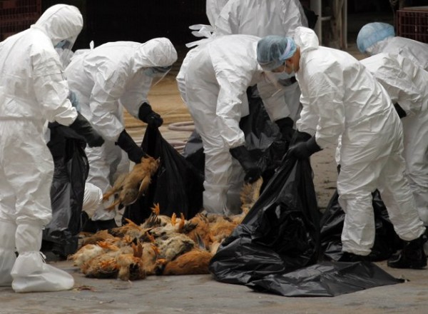  Inggris Waspada Flu Burung, 10.500 Unggas Dimusnahkan