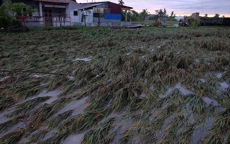  Banjir Rusak Areal Taman Pertanian di Sumatera Selatan