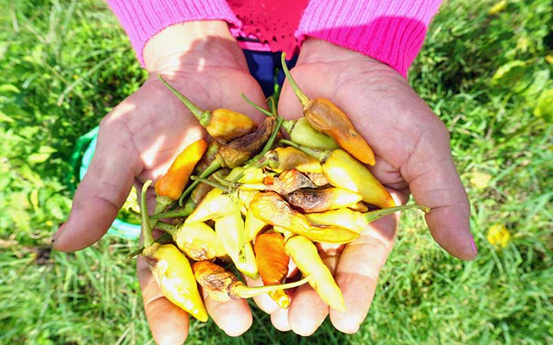  Petani Cabe di Blitar Terpaksa Panen Dini