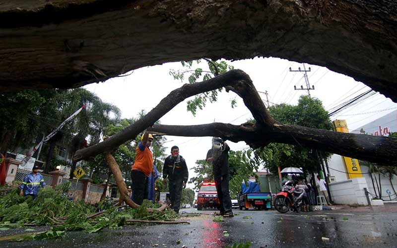 Hujan Deras Disertai Angin Kencang di Banyuwangi Akibatkan Sejumlah Pohon Tumbang