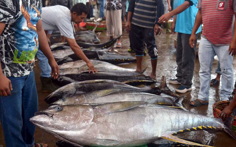  Tangkapan Ikan Tunai Kualitas Ekspor Menurun Akibat Cuaca Buruk