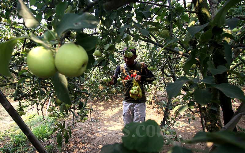 Petani memetik buah apel di salah satu perkebunan di kawasan Batu, Malang, Jawa Timur, Rabu (25/9/2019). Bisnis/Arief Hermawan P