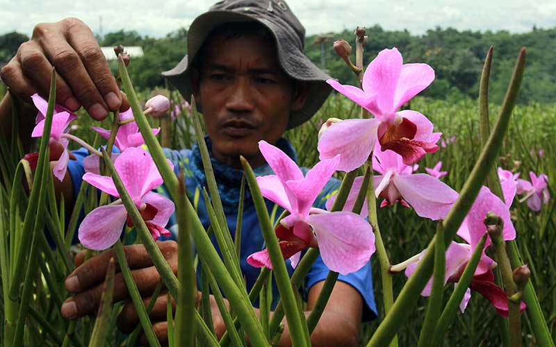  Jelang Natal, Petani Anggrek Kebanjiran Pesanan