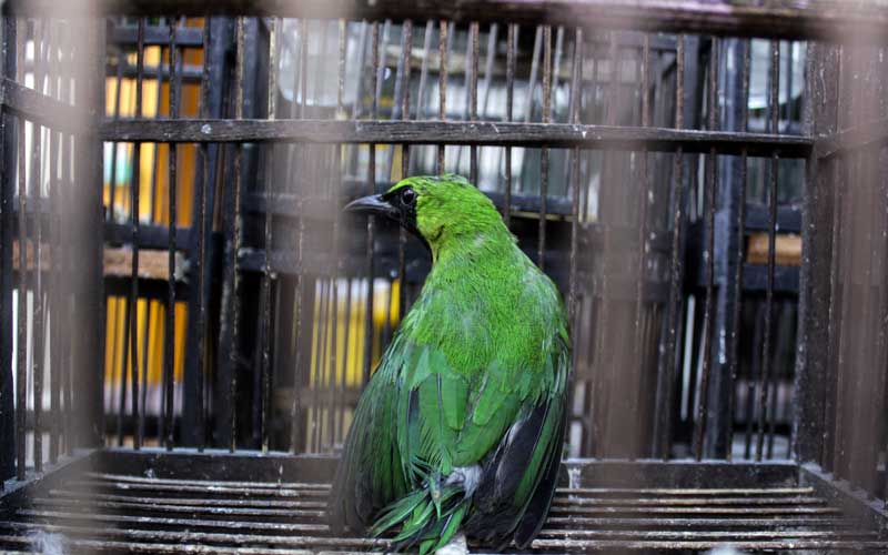  Balai Besar Karantina Pertanian Surabaya Berhasil Gagalkan Penyeludpan 259 Ekor Burung