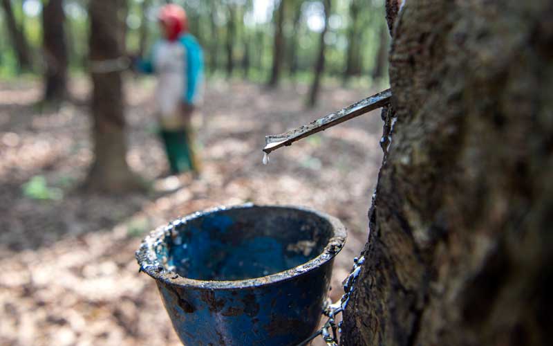  Petani Karet Musi Banyuasin Bisa Pasarkan Bokar Secara Online