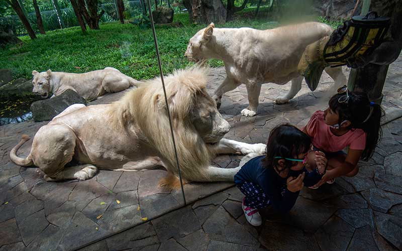  Fauna Land di Ancol Ramai Dikunjungi Wisawatan Saat Liburan Sekolah