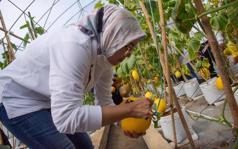  Kebon Ambu, Kawasan Edutaiment dan Litbang Tanaman Pangan ala Purwakarta