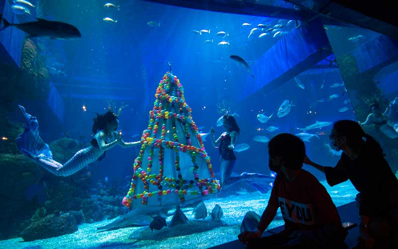  Sambut Natal, Jakarta Aquarium Gelar Pertunjukan Bawah Air