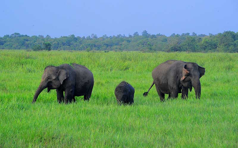  Taman Nasional Way Kambas Sejak Tahun 2010 Menjadi Rumah Sekitar 247 Ekor Gajah Liar