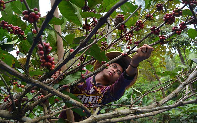  Diplomasi Kopi Dorong Eksportir Garap Pasar Amerika Utara & Jerman