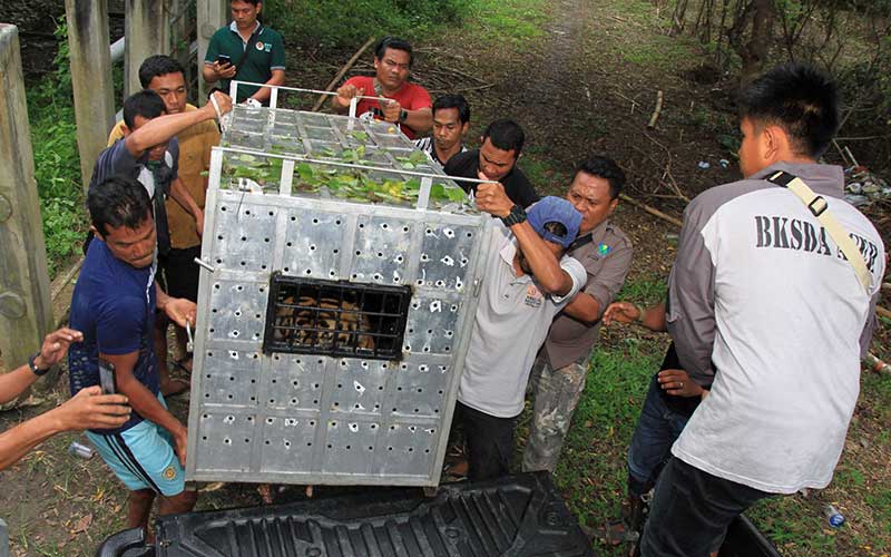  BKSDA Aceh Mengevakuasi Harimau Sumatra