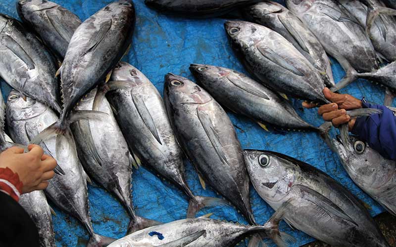  Nelayan Sulit Melaut, Harga Ikan Melambung Tinggi