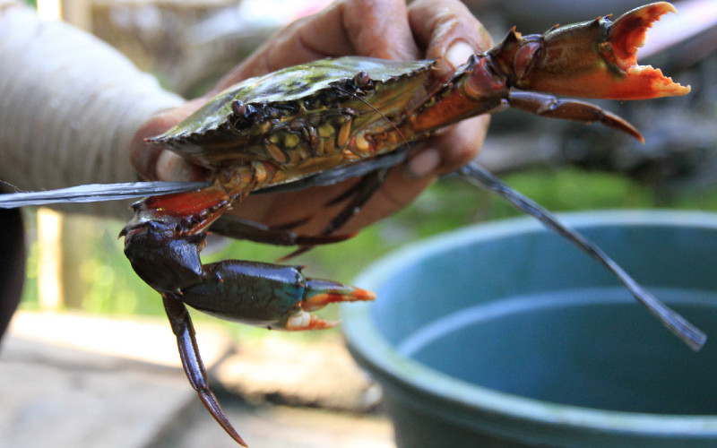  SKIPM Mamuju Lepasliarkan 42 Kepiting Bakau Hasil Sitaan Petugas