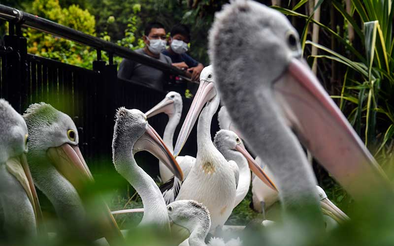  Kebun Binatang Ragunan Membatasi Pengunjung saat Libur Natal dan Tahun Baru