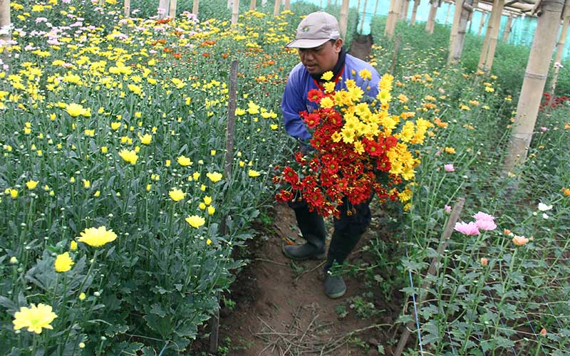  Petani Bunga Hanya Berani Menaman Bibit Sebanyak 50 Persen Dari Biasaya Akibat Pandemi