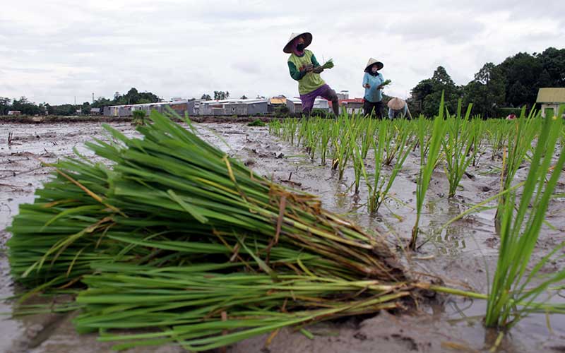  Petani di Sulawesi Selatan Mulai Menanam Padi